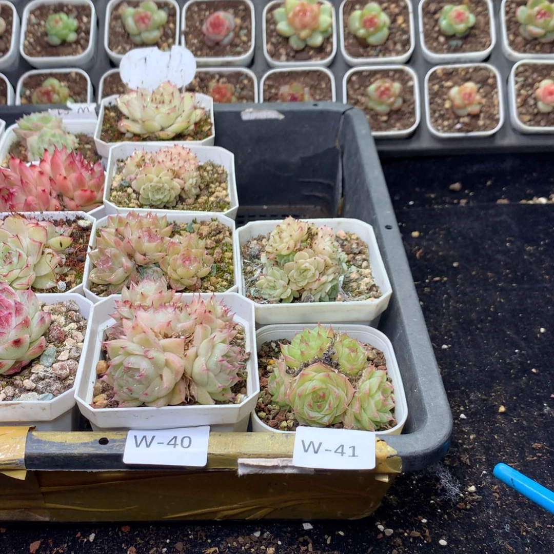 全部花朵W41英语英语