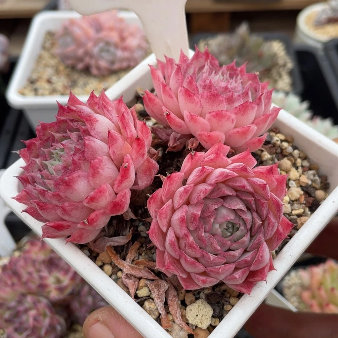 0360朱砂痣不带盆8厘米