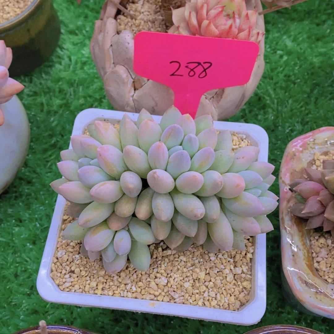 喜*盈开心多肉植物多肉