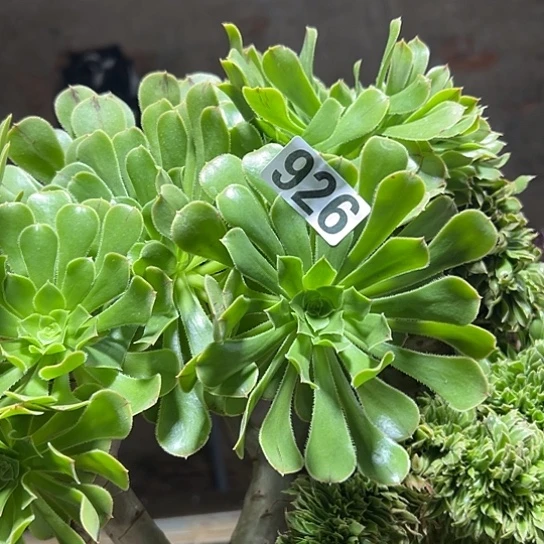忆***多肉植物一个妖926