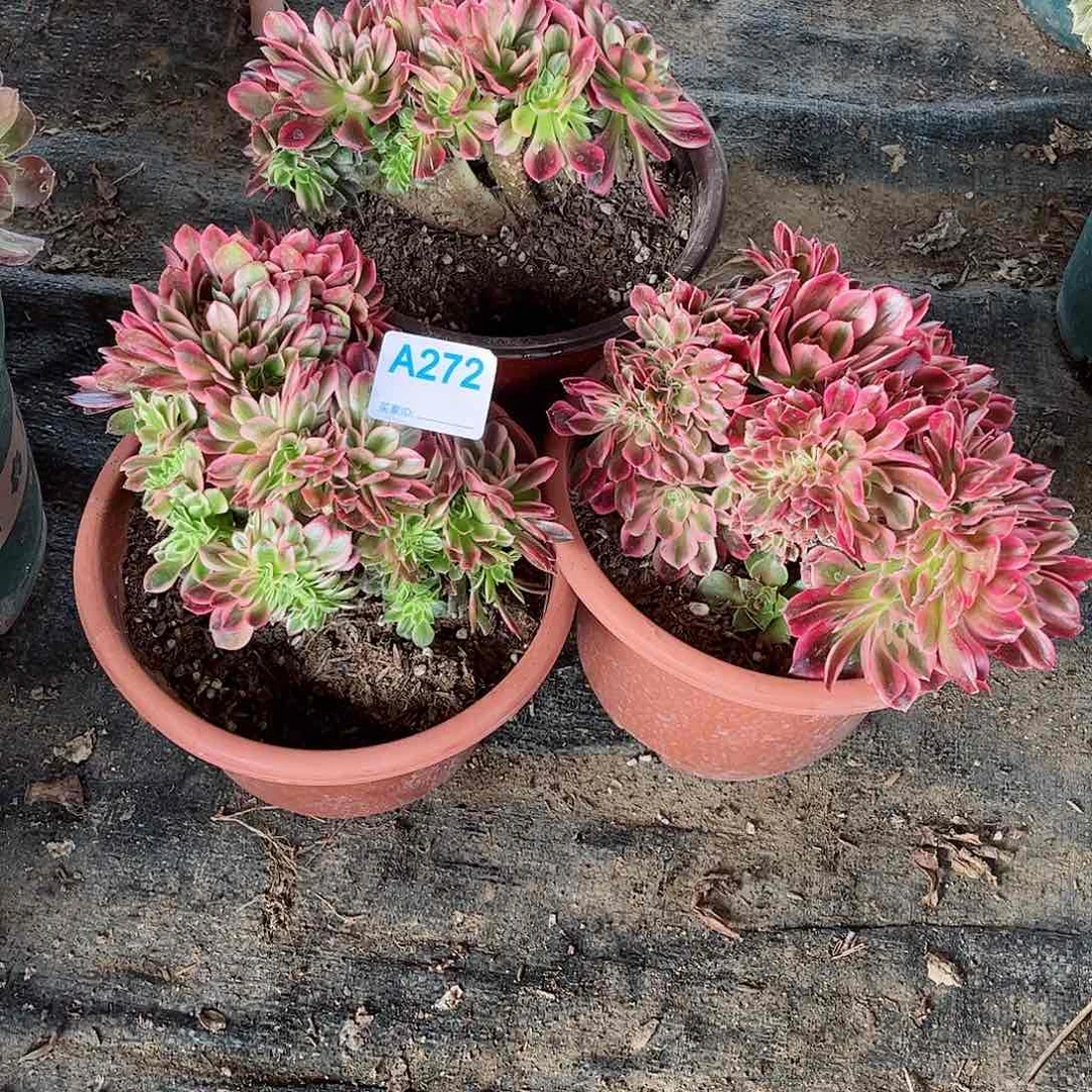 淡**生多肉植物组合缀272