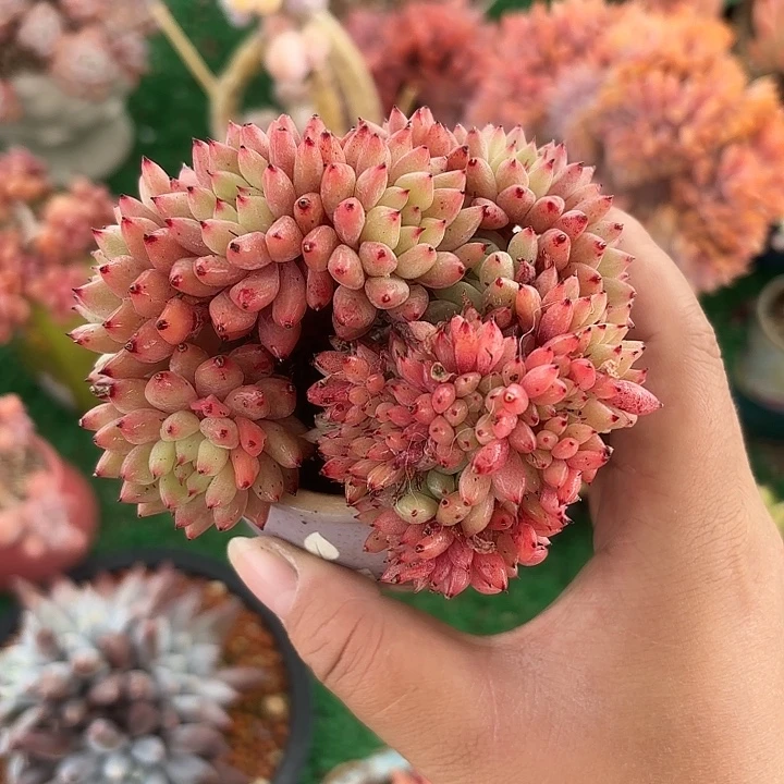 绿爪缀老桩一颗一物一拍