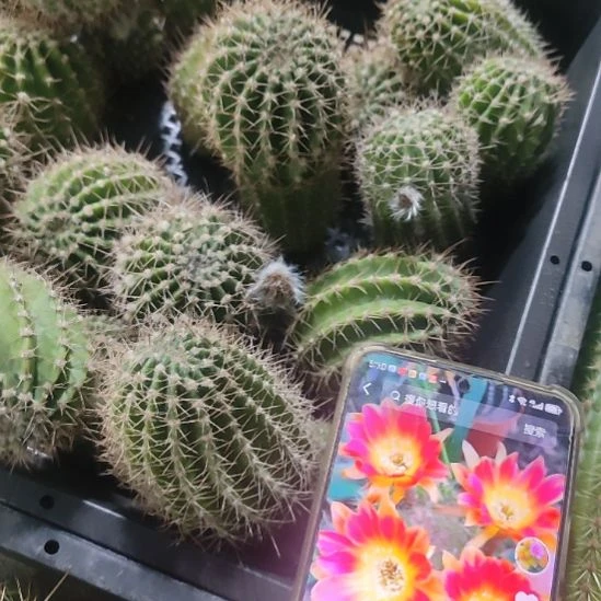 仙人球阳光明媚姐妹侧芽