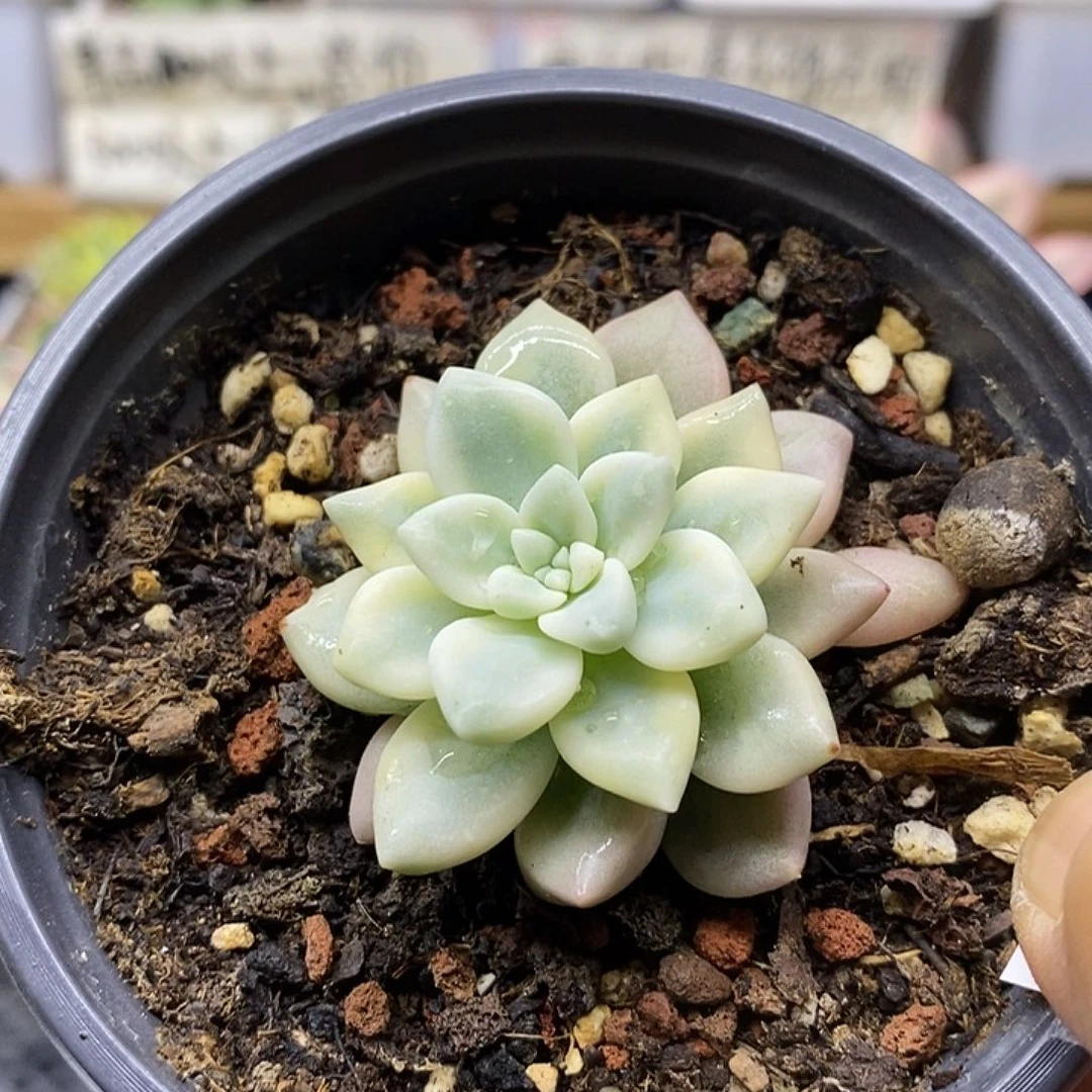 04242 奶酪蛋糕锦