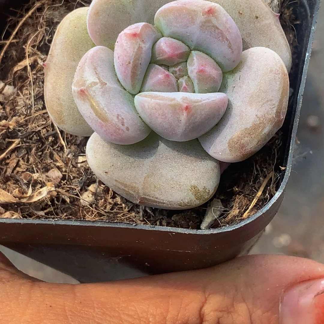 星影。（满9.99包邮不满9.99发叶子）