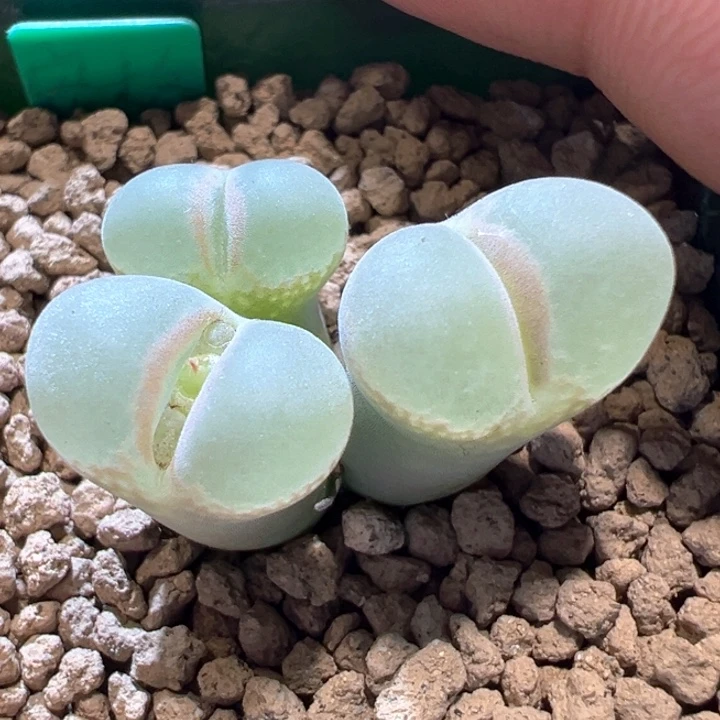 579。 优选六年母本安格尼斯之眼