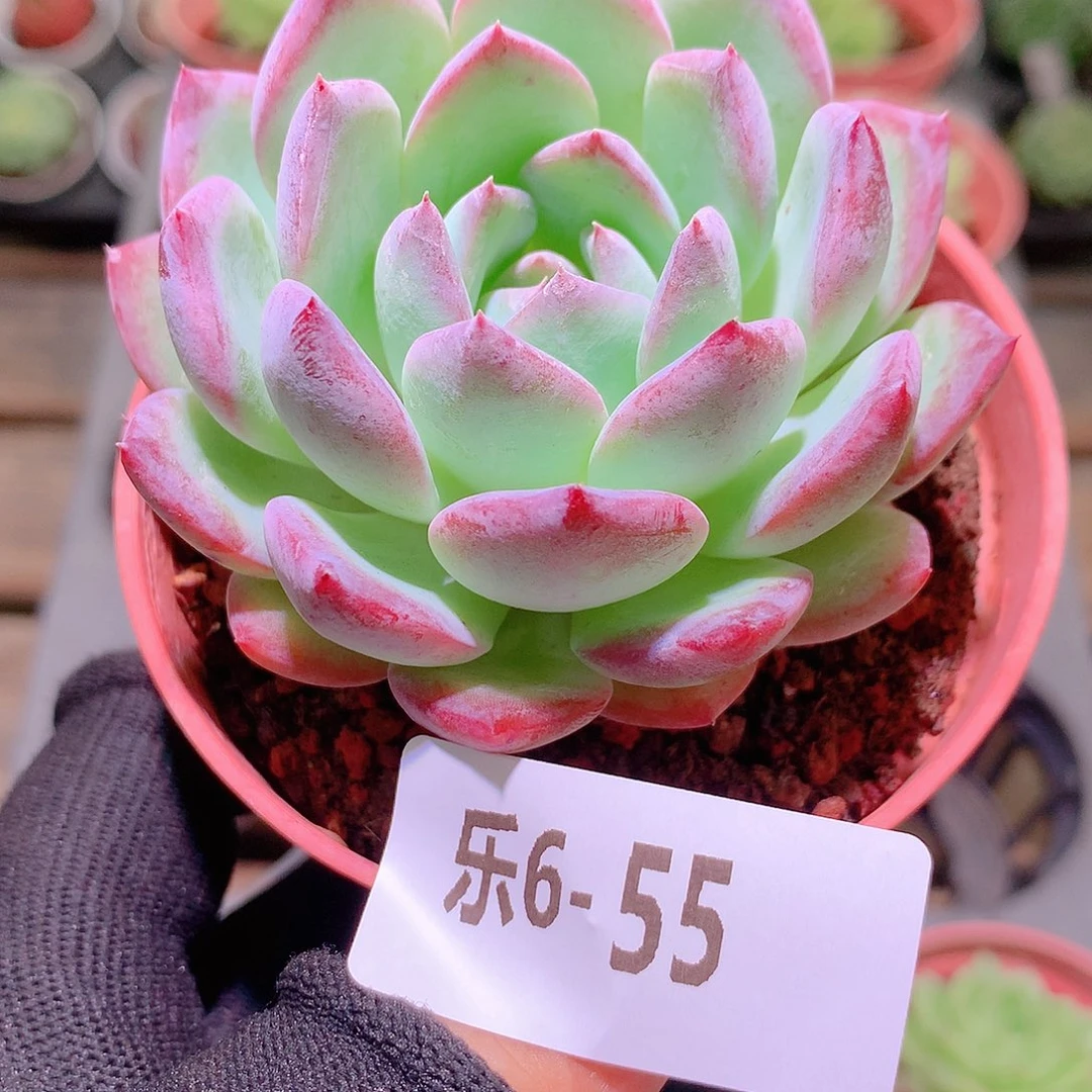 乐然6-55 新品单头
