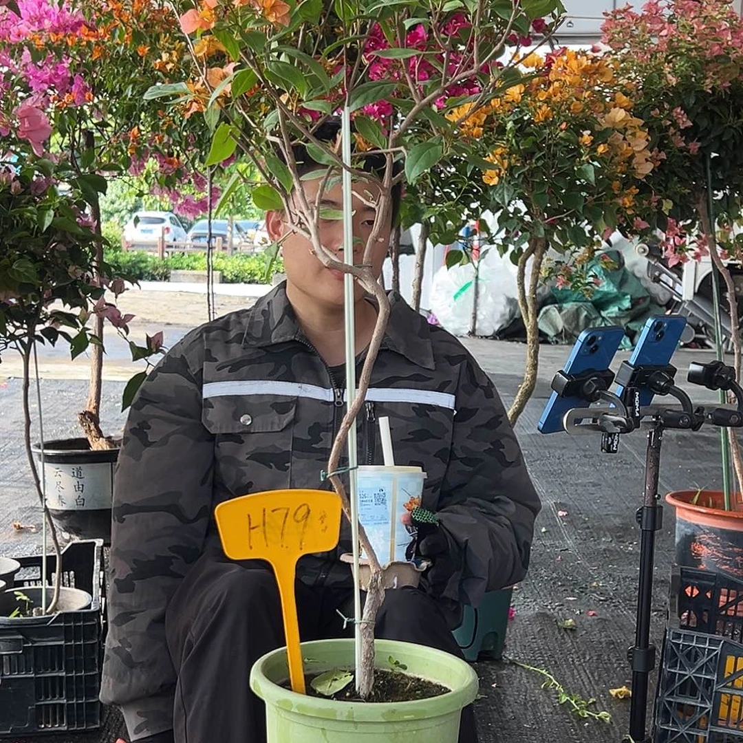 东***韵大部分花苞少量开放H79金发女郎