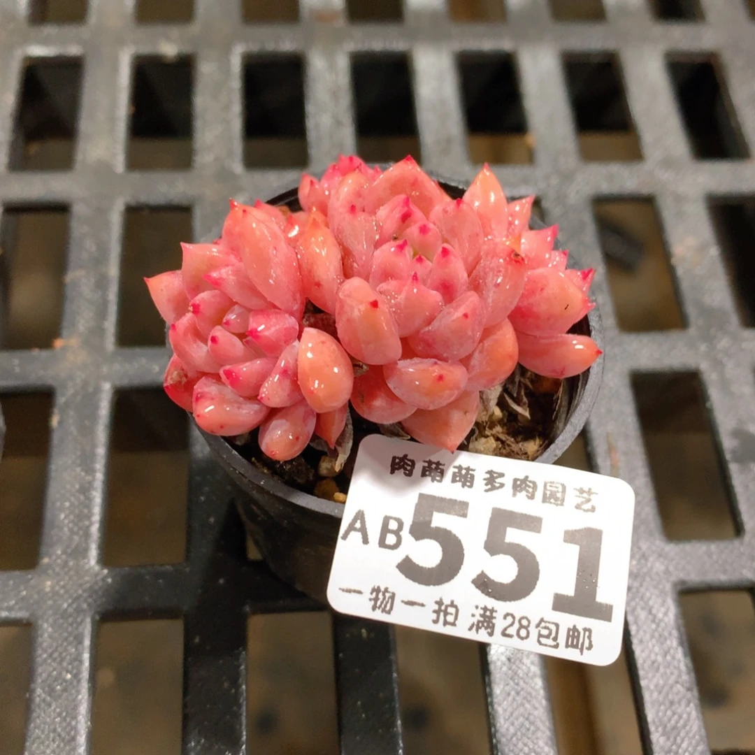 肉萌萌拇指盆精控多肉AB551