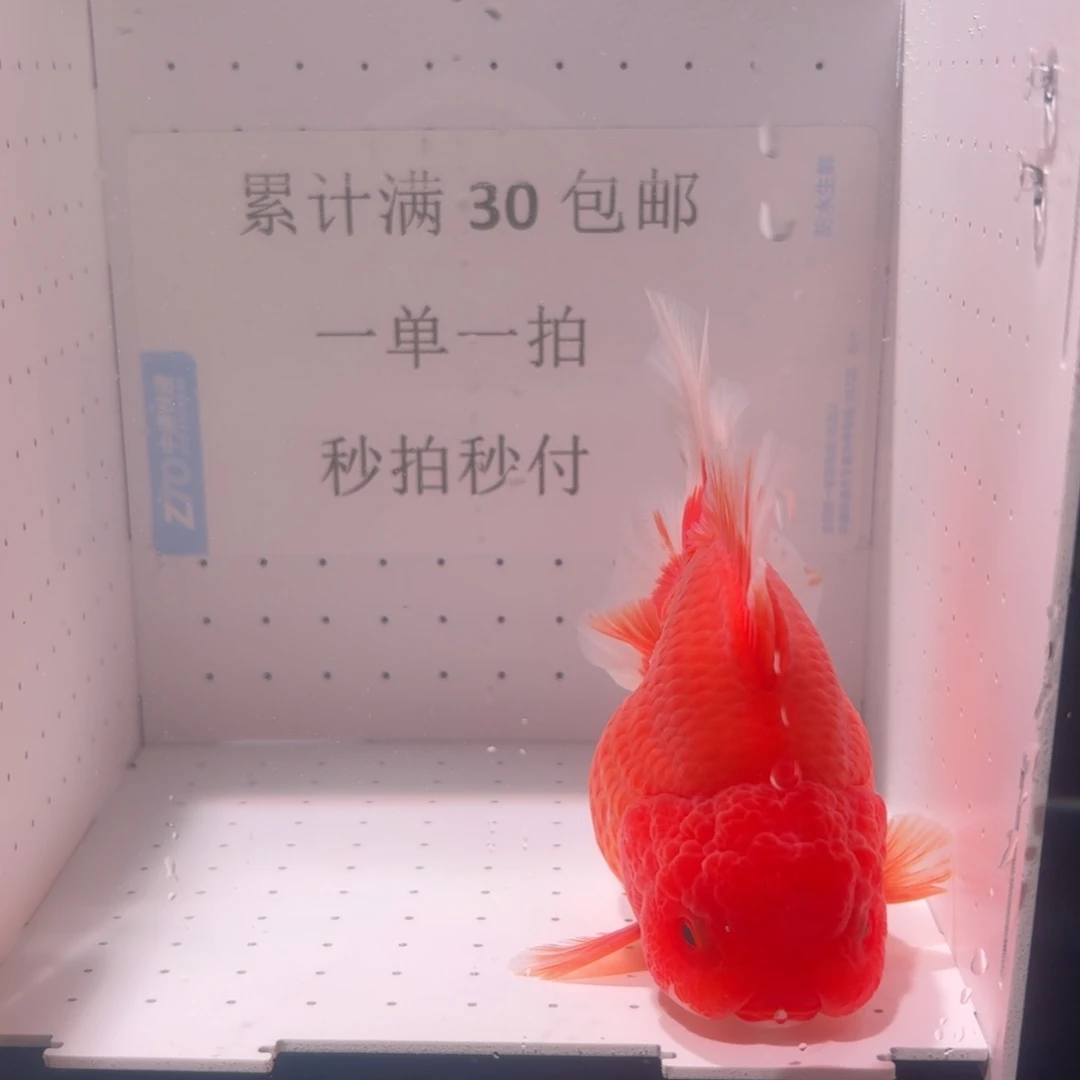 金鱼一条红鱼百褶泰狮