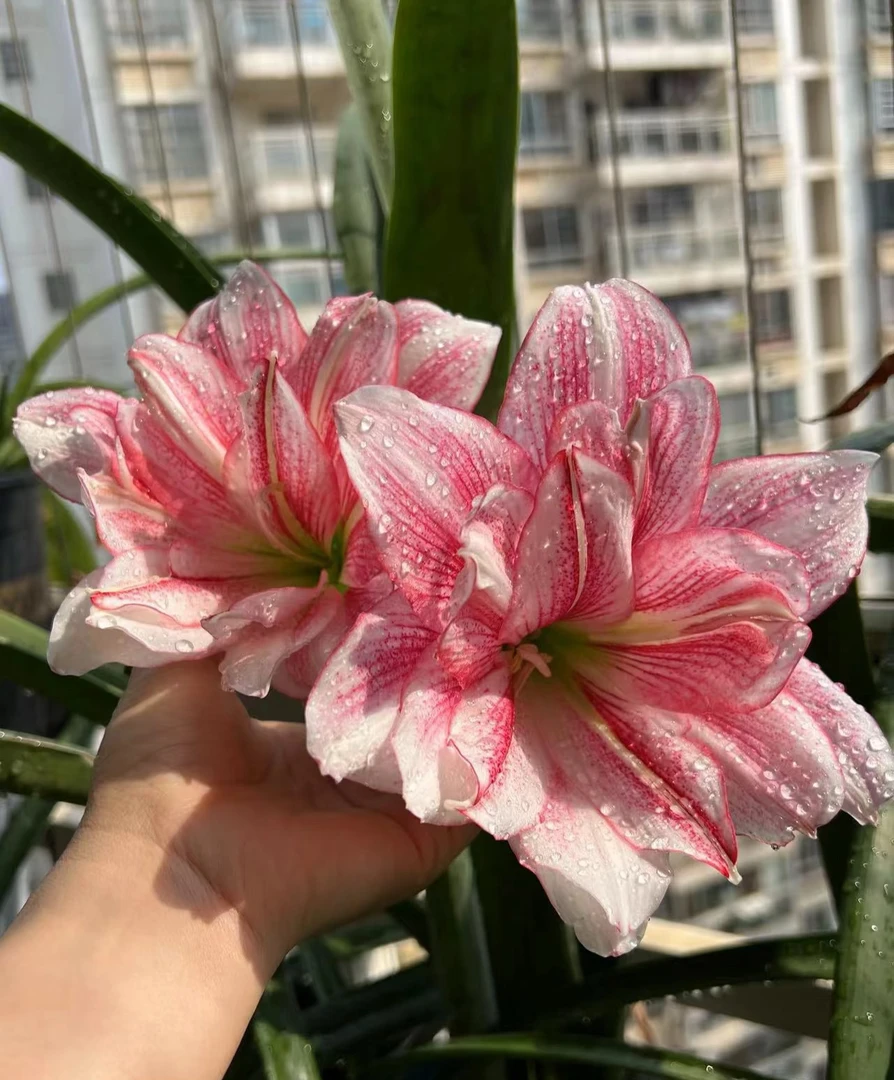 【鸾梅】朱顶红 包对版 不包后期养护