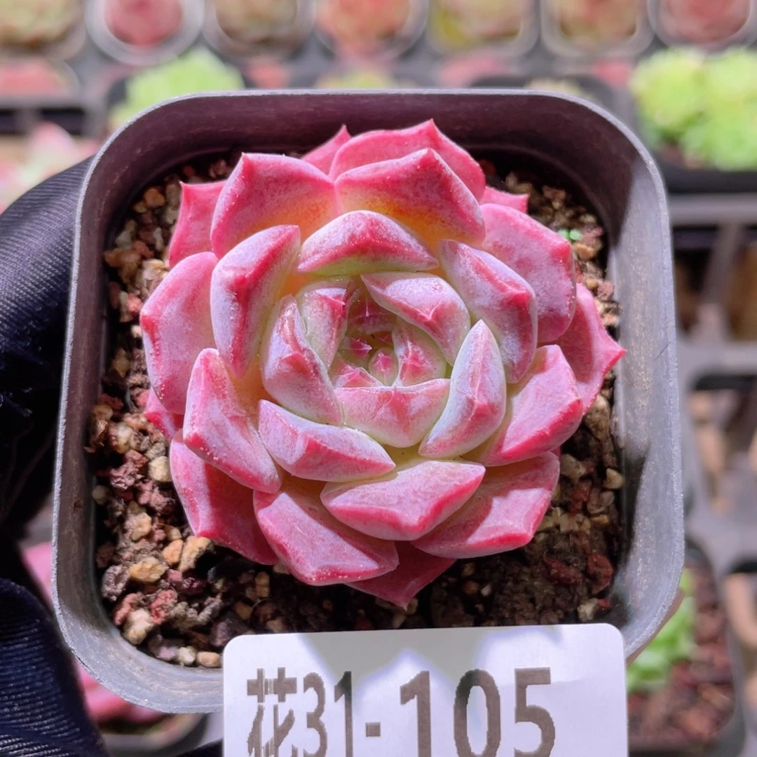 花利美31-105新品