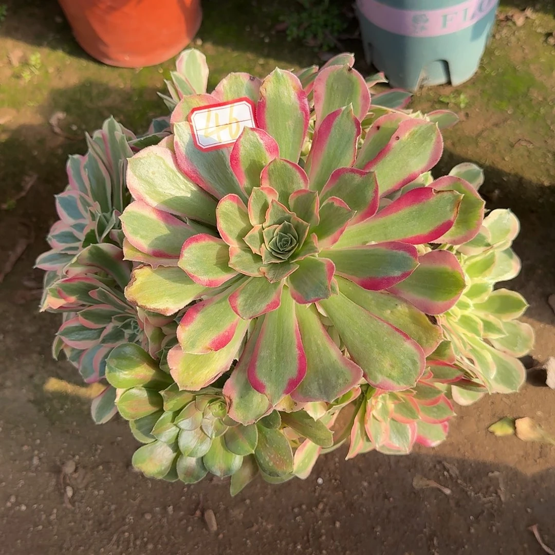 多肉植物叶罗刹46号