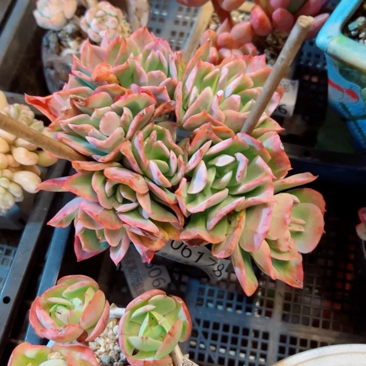 幸运的是我还没遇到幸运