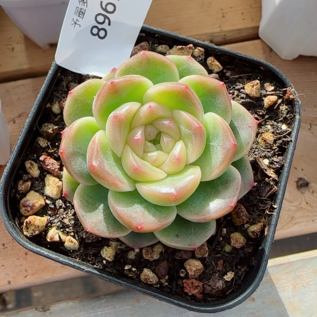 财富密码x7 ，8967多肉植物