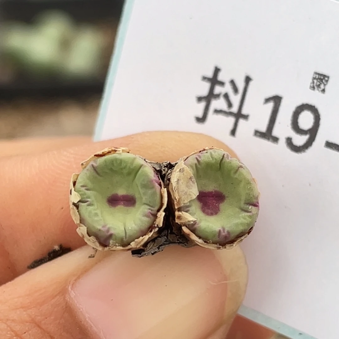 19-19嘴多肉植物肉锥