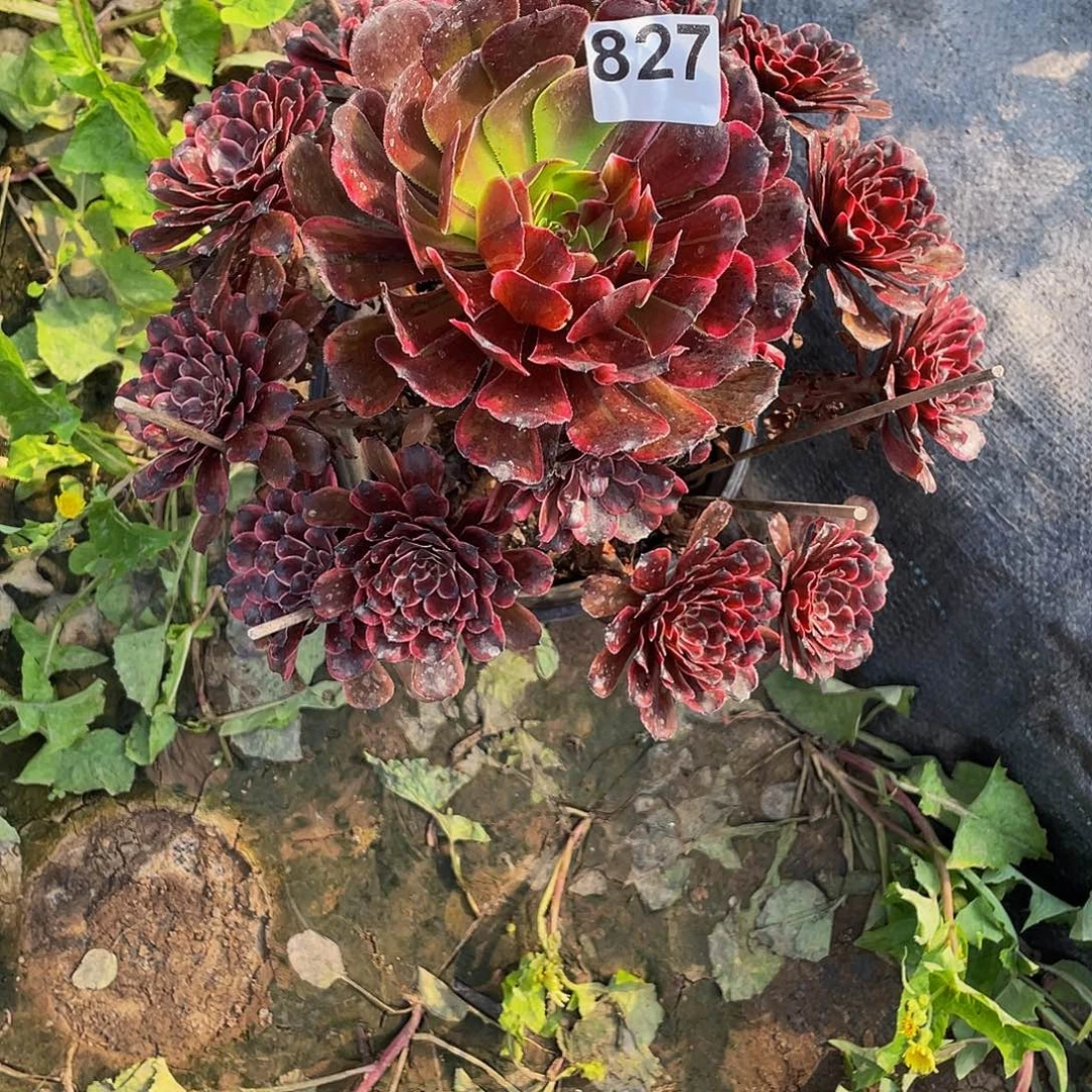 多肉法师827号油墨画发货不包损