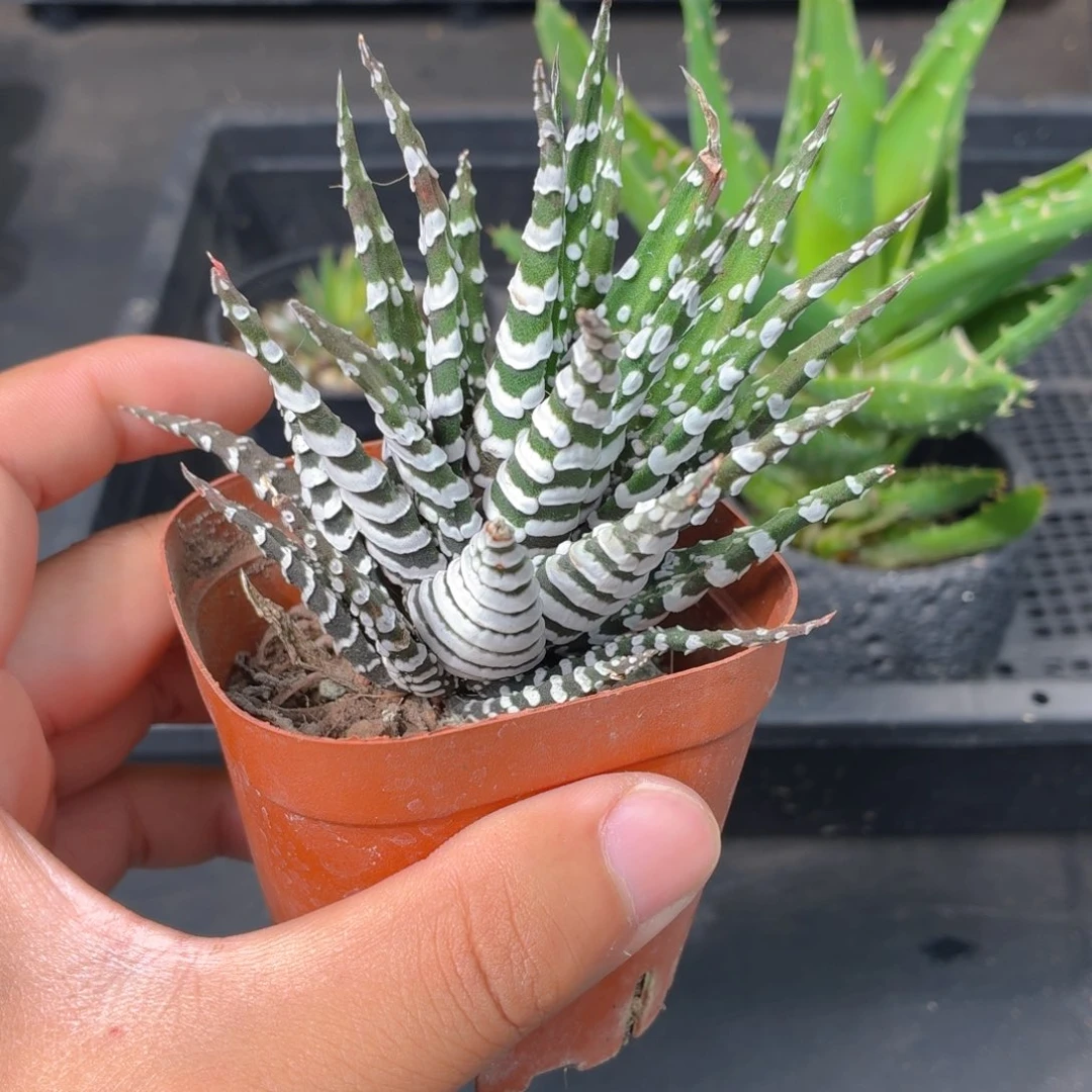 斑马芦荟多肉9.9包邮发货