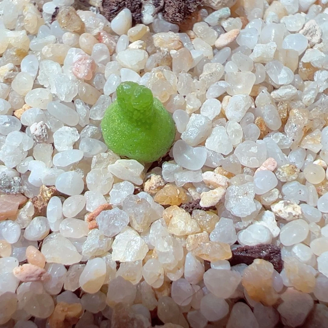 622-128多肉小葫芦多肉