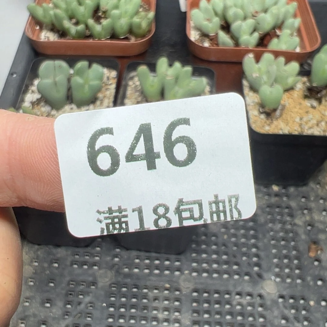 【闪购商品】牛****哦646。