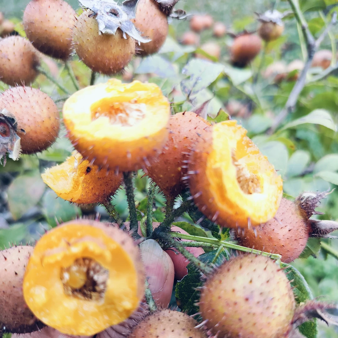 贵州新鲜金刺梨现摘现发可榨汁泡酒做酵素纯刺梨原浆 维C炸弹