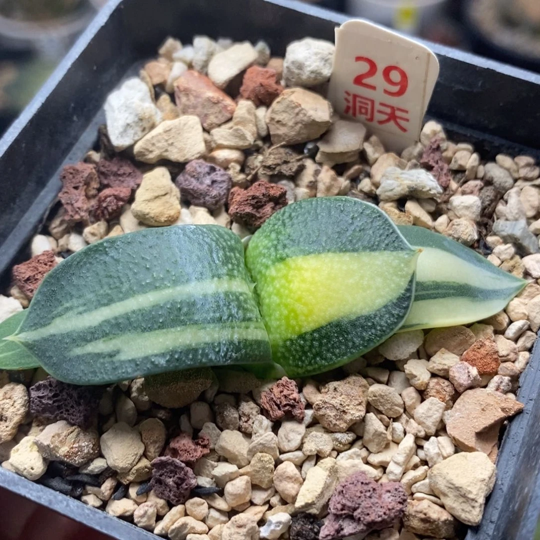 29珍珠卧牛锦一物一拍