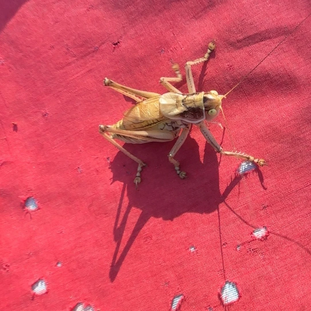 顺***u蝈蝈蝈蝈福福价格