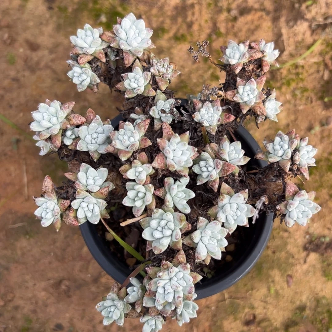 格诺玛白菊～一物一拍631