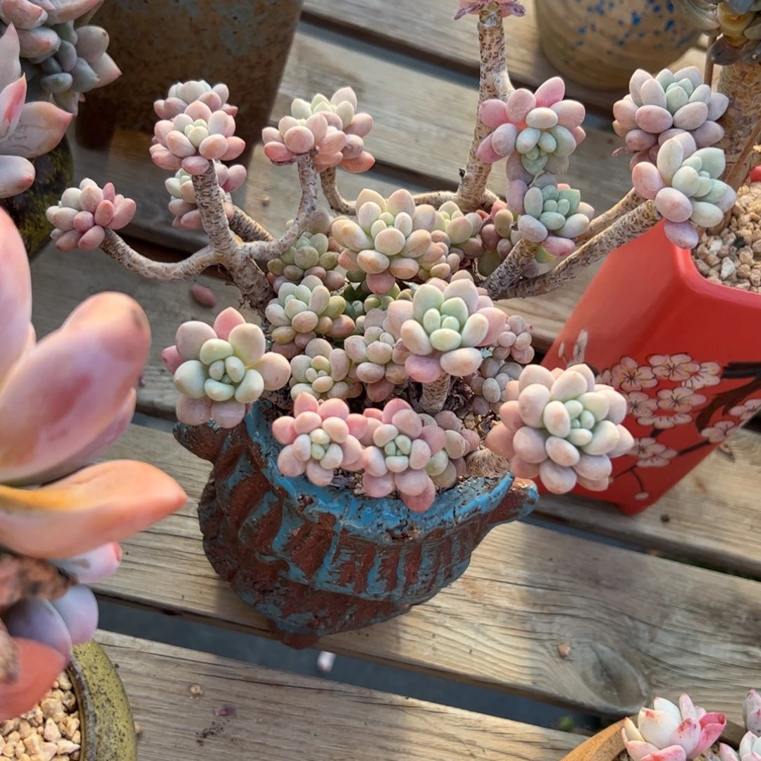 洛可可18 零零多肉植物