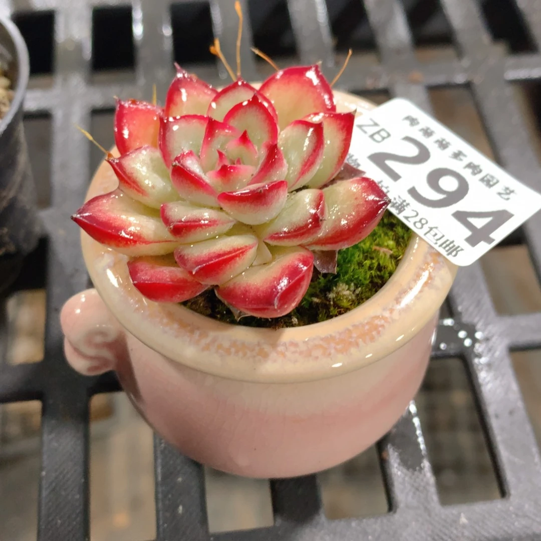 肉萌萌拇指盆精控多肉ZB294