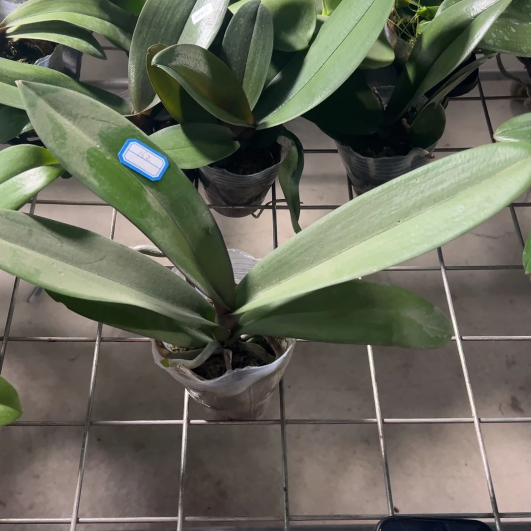 当前无花栽培后可以开花162芳美梦幻天使微瑕疵凑单发货