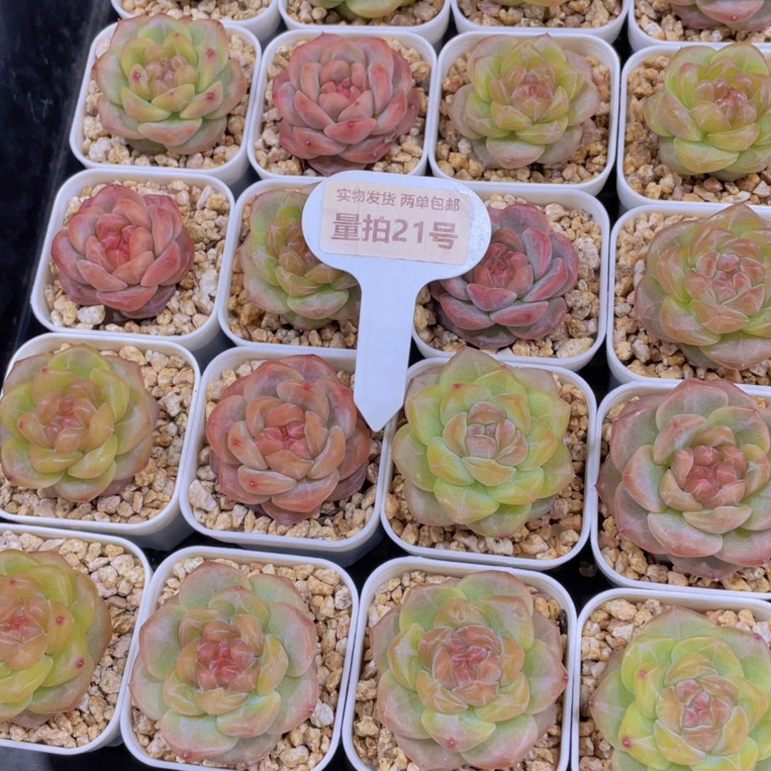 量拍21号 水晶珍妮琥珀单头一个