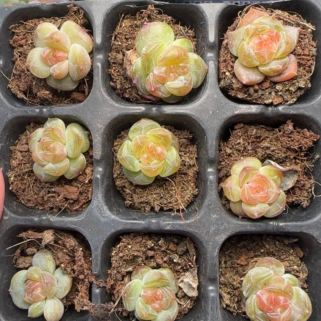 【满39包邮非偏远】885九棵小