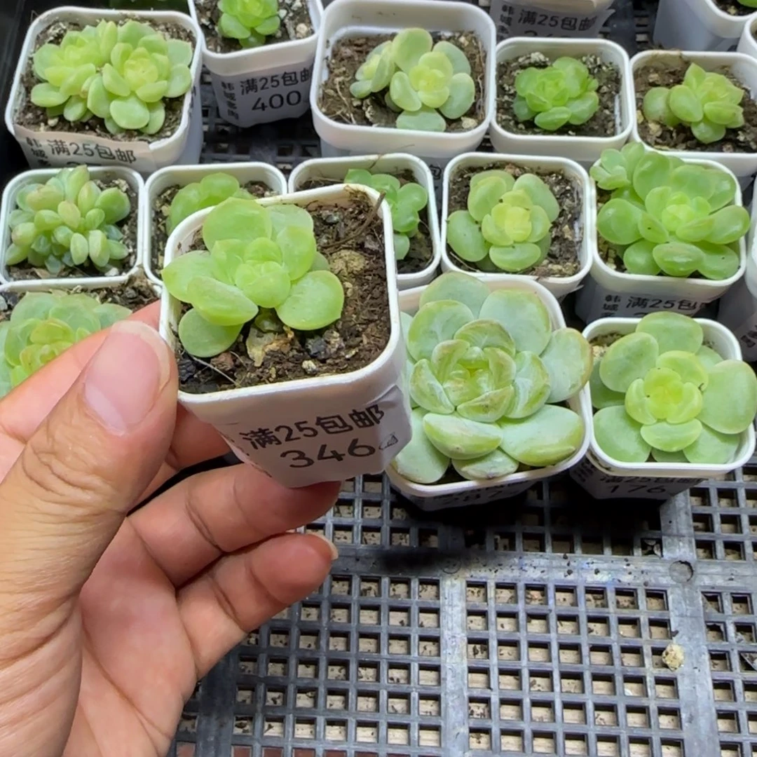 346  一物一拍 满20包邮