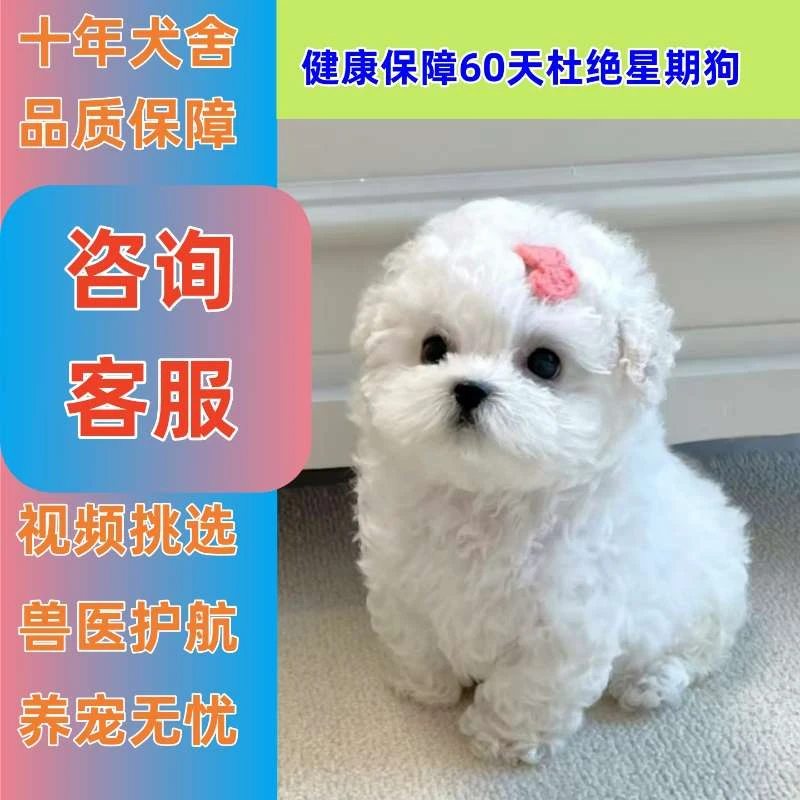 【自选纯种小型犬】比熊博美泰迪小型宠物犬 GZ