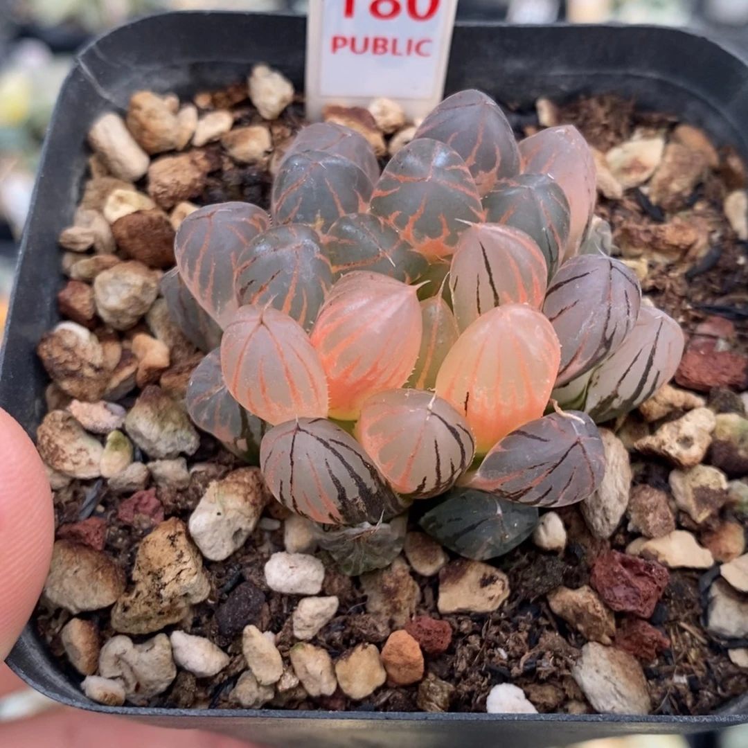 180号糊斑霓虹灯玉露锦