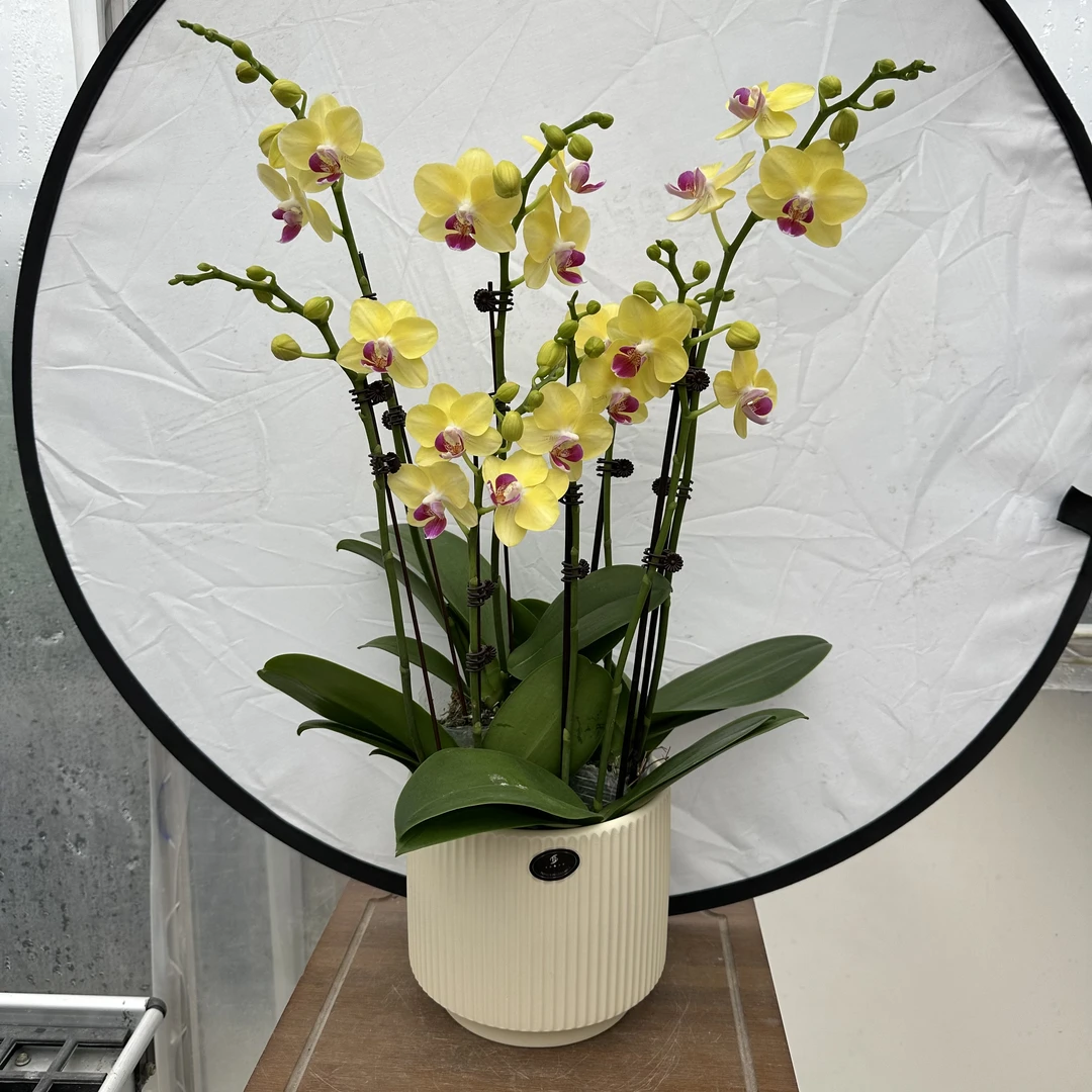 【马到功成】蝴蝶兰懒人花 室内花卉 花期长 好养活