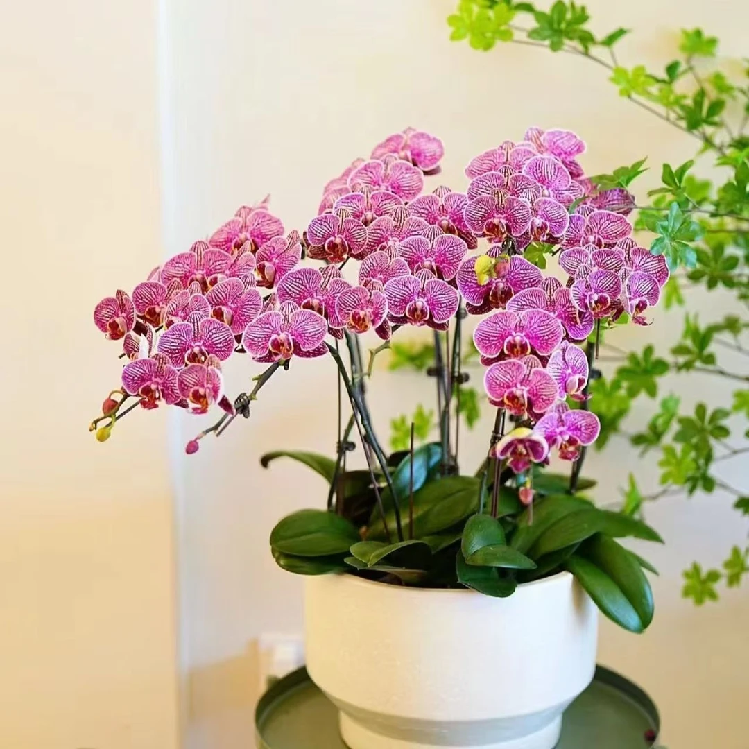 【法国斑】蝴蝶兰 名贵品种  1.7寸杯苗 不带花剑 介意者慎拍