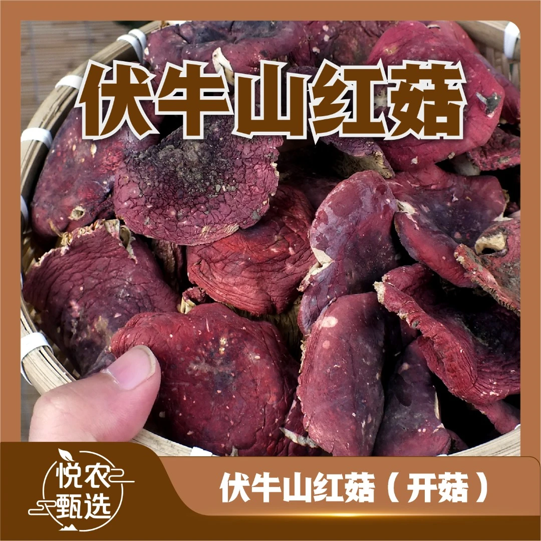 【开菇中片】2025河南红菇煲汤营养干货特产天然浓郁鲜美红蘑菇