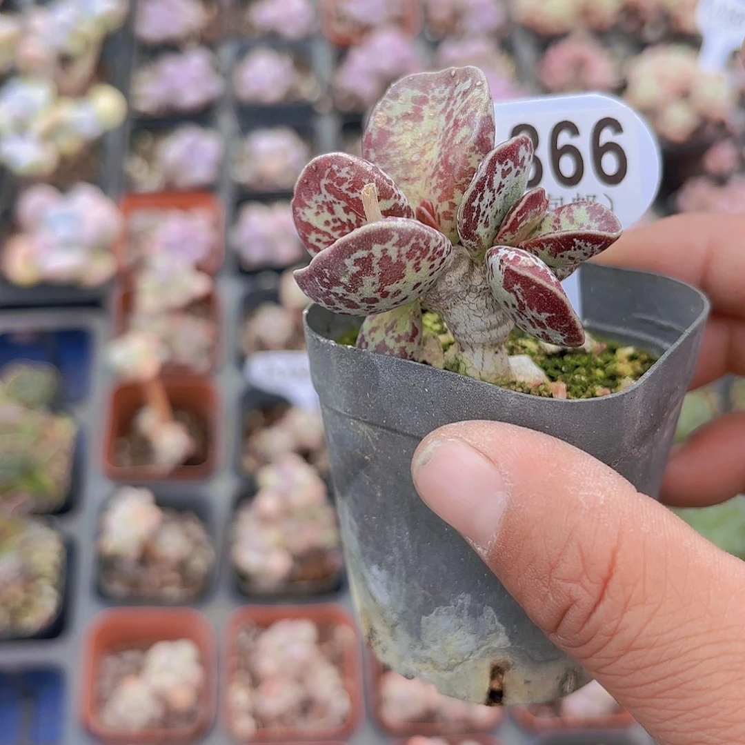 D866水泡一物一拍