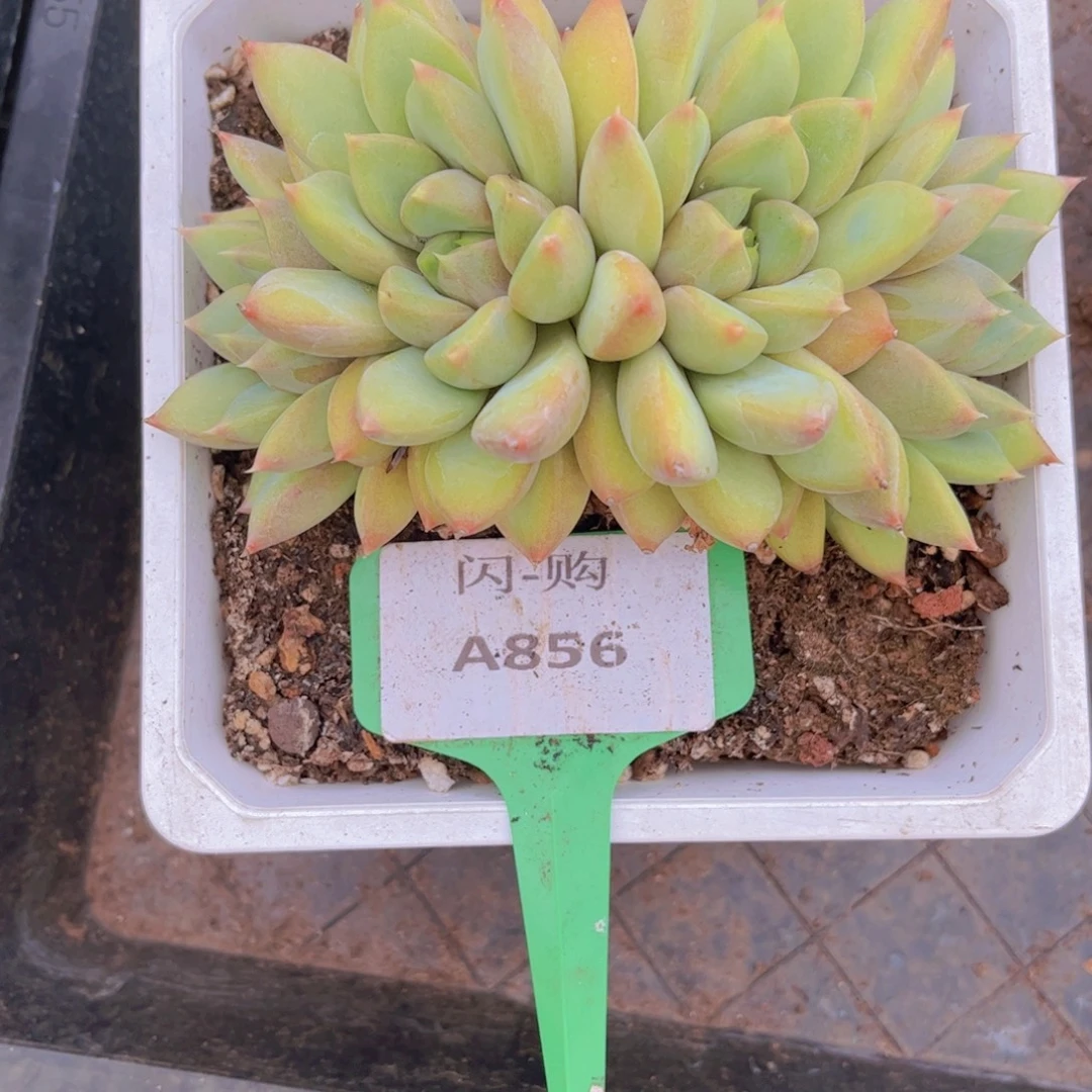 象牙Ａ856一颗一物一拍
