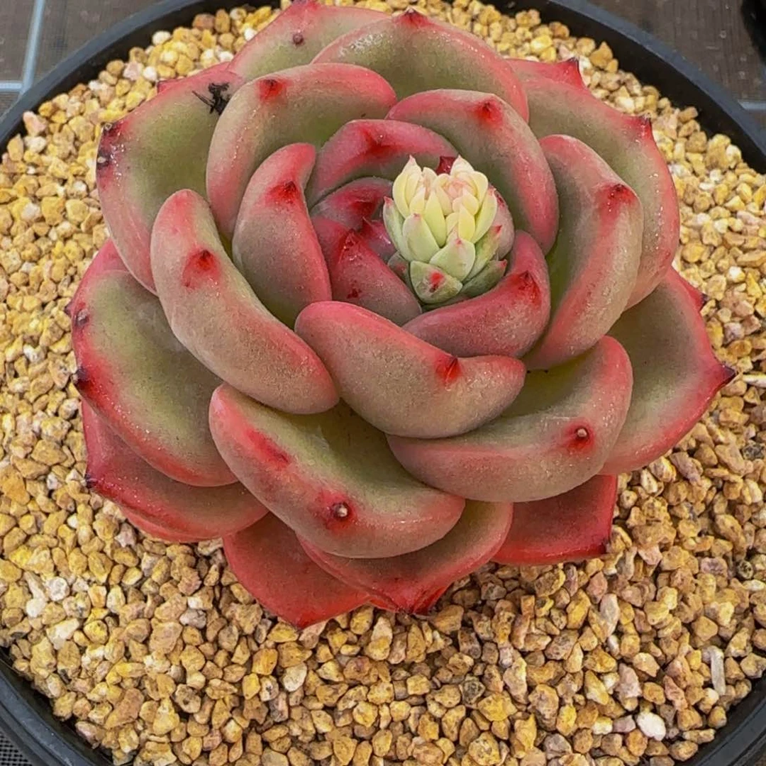 从前慢花园精选多肉Q橙