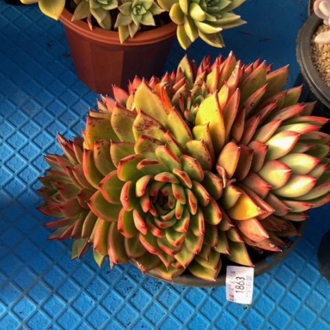 @***福1863弗兰克多肉