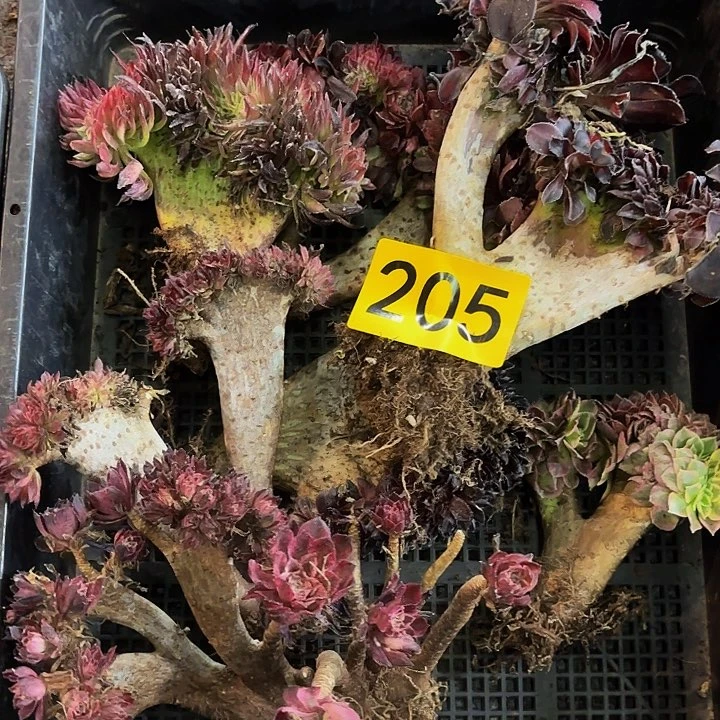 多肉植物福利205