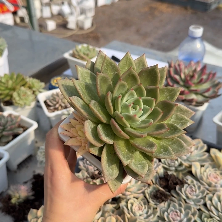 香槟锦多肉植物精品