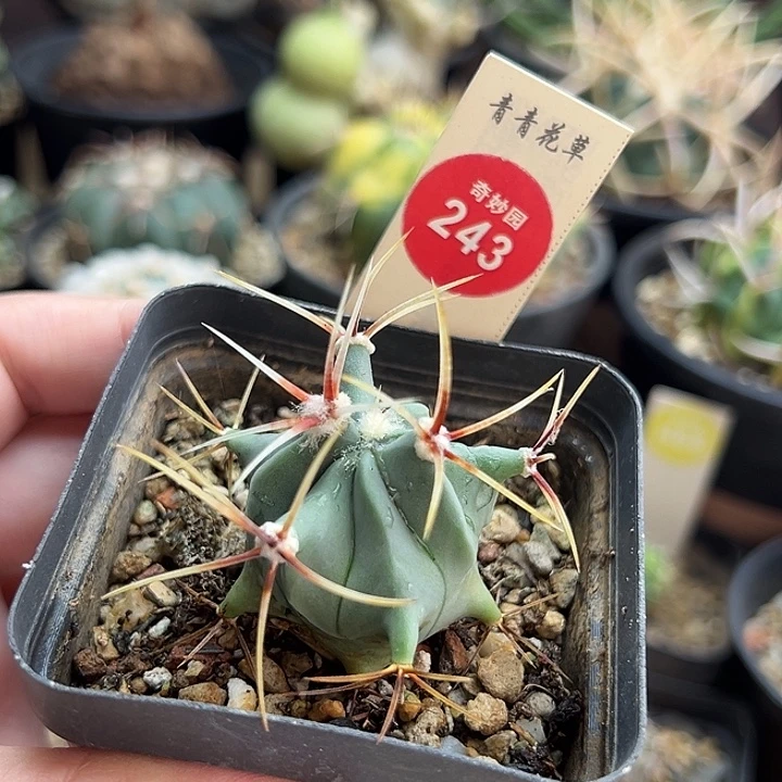 实生花刺春楼一棵仙人球