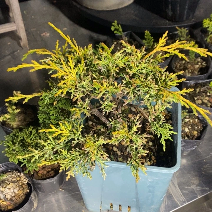 风***人无花朵12345678998765432