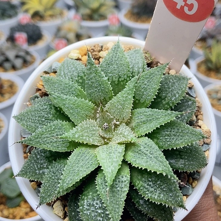 莫瑞莎4511111111111