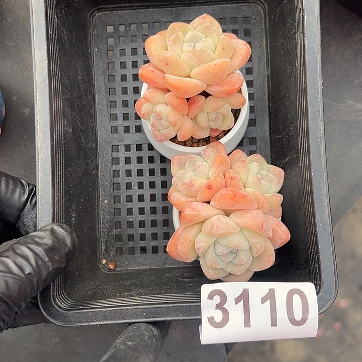 3110，俩个三头冰玉带盆发