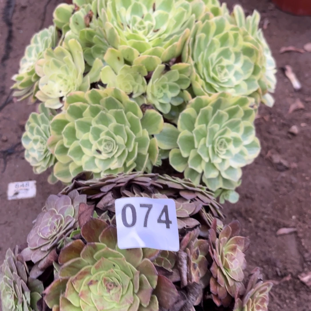 雨荷花月夜两颗074号